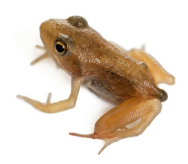 Nearly adult Common Frog, Rana temporaria, 16 weeks old