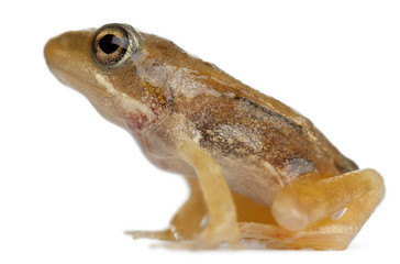 Nearly adult Common Frog, Rana temporaria, 16 weeks old