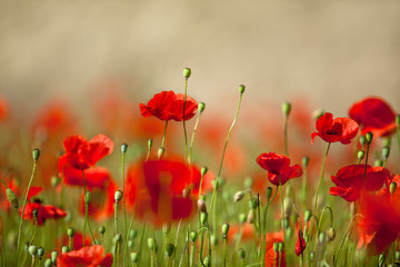 Obraz premium Mak kukurydziany