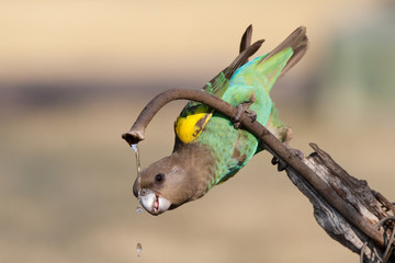 Drinking parrot