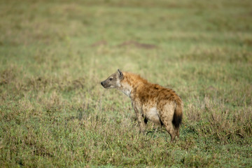 Naklejka na ściany i meble Hyena at the Serengeti National Park, Tanzania, Africa