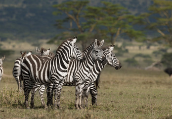 Small group of Zebras at the Serengeti National Park, Tanzania