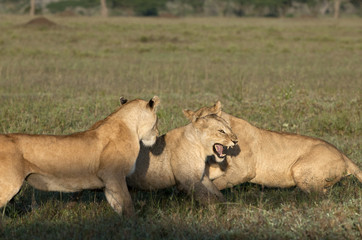 Naklejka na ściany i meble Lioness at the Serengeti National Park, Tanzania, Africa