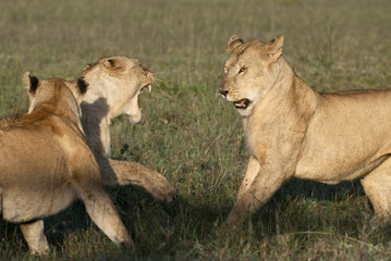 Lioness playing together at the Serengeti National Park