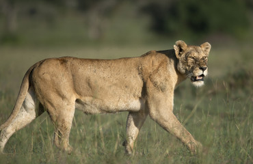 Fototapeta na wymiar Lioness w Serengeti National Park, Tanzania, Afryka