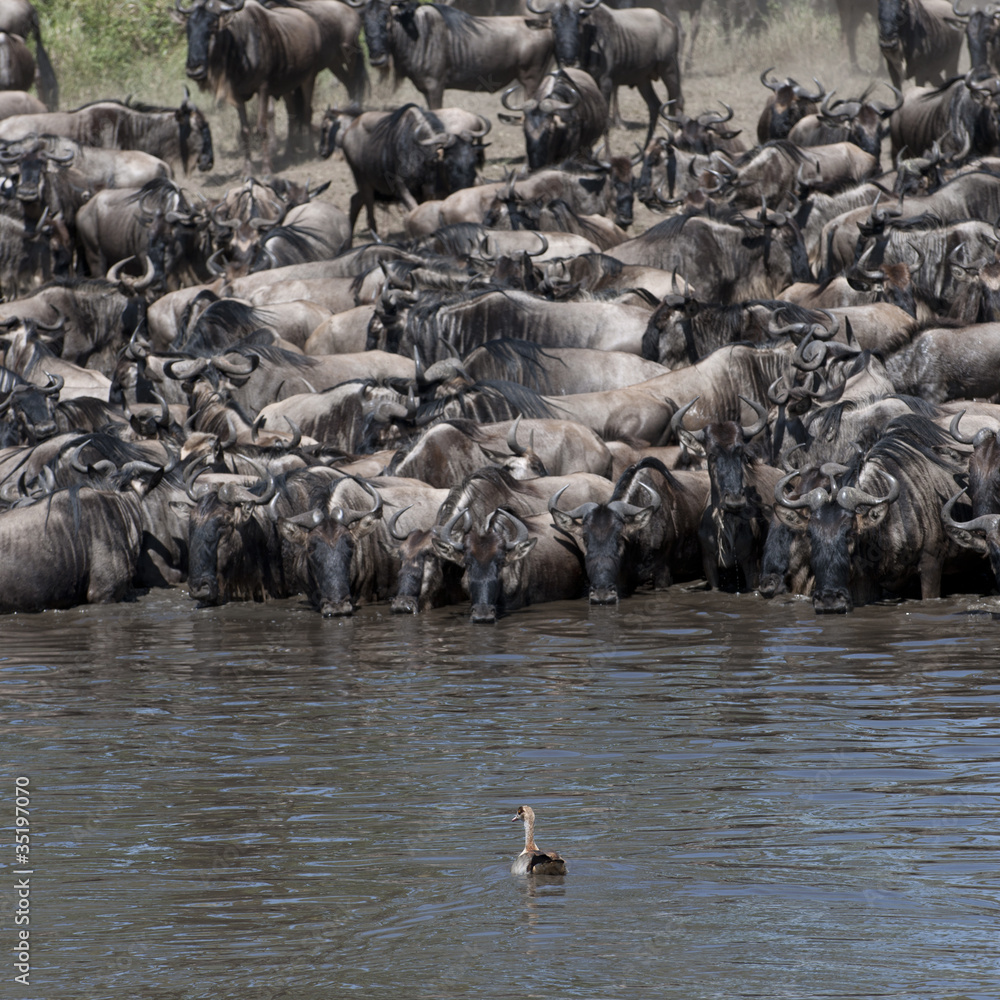 Wall mural Herds of wildebeest at the Serengeti National Park