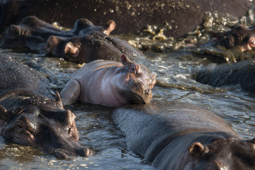 Hippo at the Serengeti National Park, Tanzania, Africa