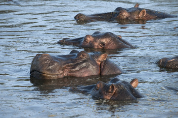 Fototapeta na wymiar Hippo w Parku Narodowym Serengeti, Tanzania, Afryka