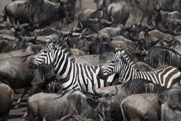 Wildebeest and Zebras at the Serengeti National Park