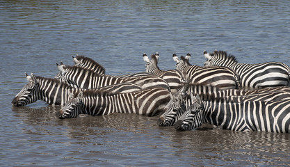 Fototapeta na wymiar Zebras at the Serengeti National Park, Tanzania, Africa