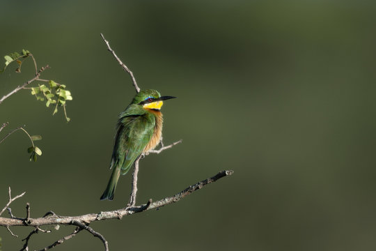 Cinnamon-chested bee-eater, Merops oreobates