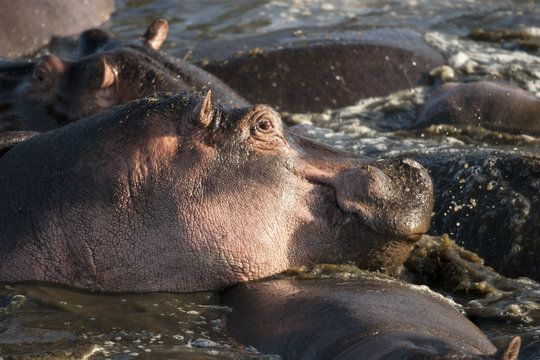 Hippo at the Serengeti National Park, Tanzania, Africa