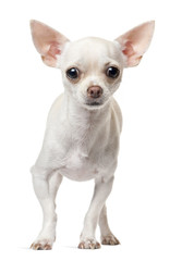 Chihuahua puppy, 6 months old, standing