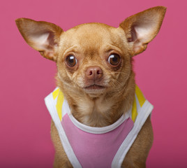 Close-up of Chihuahua wearing shirt, 3 years old