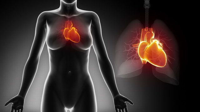 Female HEART anatomy details black x-ray loop
