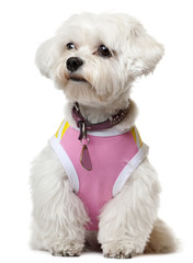 Maltese wearing pink shirt sitting in front of white background
