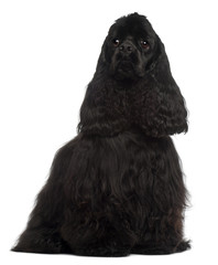 American Cocker Spaniel, 1 year old, sitting