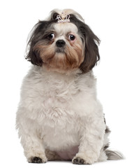 Shih Tzu with crown hair clip, 18 months old, sitting