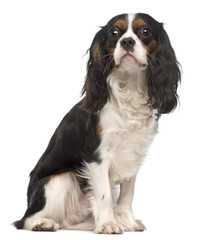 Cavalier King Charles Spaniel, 14 months old, sitting