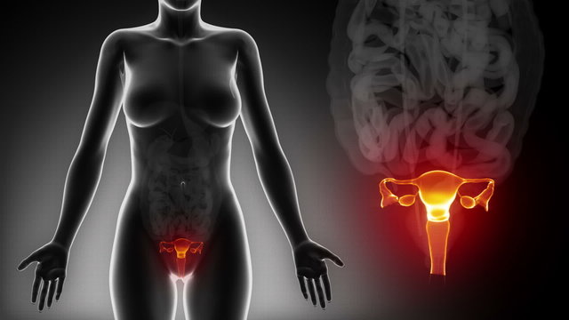 Female REPRODUCTIVE ORGANS anatomy in detail x-ray loop