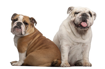 English Bulldogs, 2 years old and 7 months old