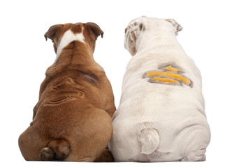 Rear view of English Bulldogs with design on their back
