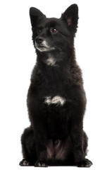 German Spitz, 5 years old, sitting