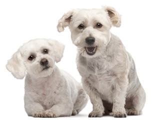 Maltese, 2 and 5 years old, in front of white background