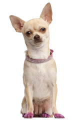 Chihuahua in pink, 11 months old, sitting
