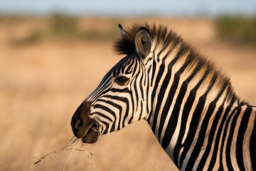 A close up of a zebra chewing a piece of grass
