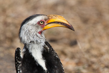 A portrait of a yellow-billed hornbill