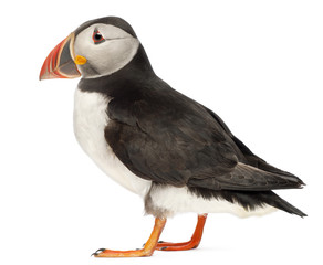 Obraz premium Atlantic Puffin or Common Puffin, Fratercula arctica