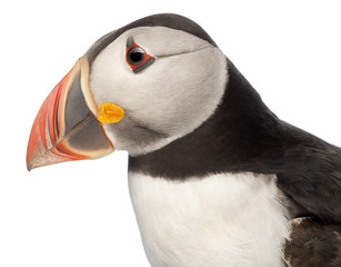 Close-up of Atlantic Puffin or Common Puffin, Fratercula arctica