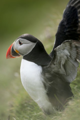 Atlantic Puffin or Common Puffin, Fratercula arctica, on Mykines