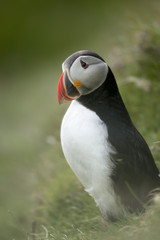 Atlantic Puffin or Common Puffin, Fratercula arctica, on Mykines