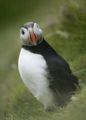 Obraz premium Atlantic Puffin or Common Puffin, Fratercula arctica, on Mykines
