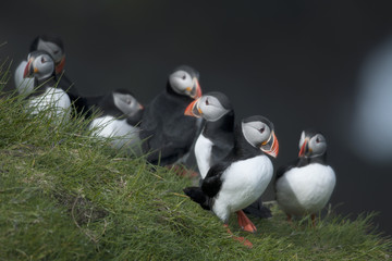 Atlantic Puffin or Common Puffin, Fratercula arctica, on Mykines