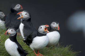 Atlantic Puffin or Common Puffin, Fratercula arctica, on Mykines