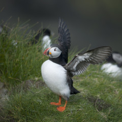 Atlantic Puffin or Common Puffin, Fratercula arctica, on Mykines