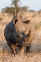 An adult white rhino bull in the kruger national park