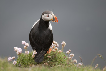 Atlantic Puffin or Common Puffin, Fratercula arctica, on Mykines
