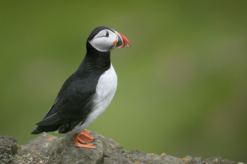 Atlantic Puffin or Common Puffin, Fratercula arctica, on Mykines