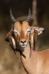 A young impala ram with two red-billed oxpeckers