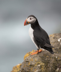 Atlantic Puffin or Common Puffin, Fratercula arctica, on Mykines