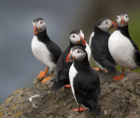 Atlantic Puffin or Common Puffin, Fratercula arctica, on Mykines