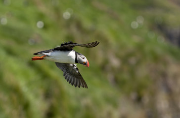 Atlantic Puffin or Common Puffin, Fratercula arctica