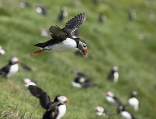 Atlantic Puffin or Common Puffin, Fratercula arctica