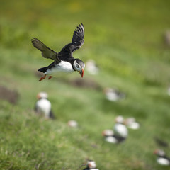 Atlantic Puffin or Common Puffin, Fratercula arctica