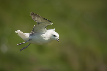 Seagull in flight