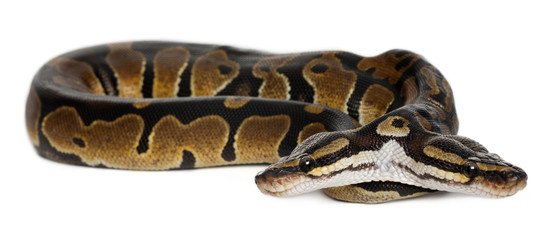 Two headed Royal Python or Ball Python, Python Regius